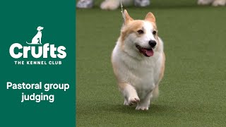 Pastoral Group Judging | Crufts 2022