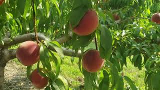 Pick Your Own Peaches | Brecknock Orchard