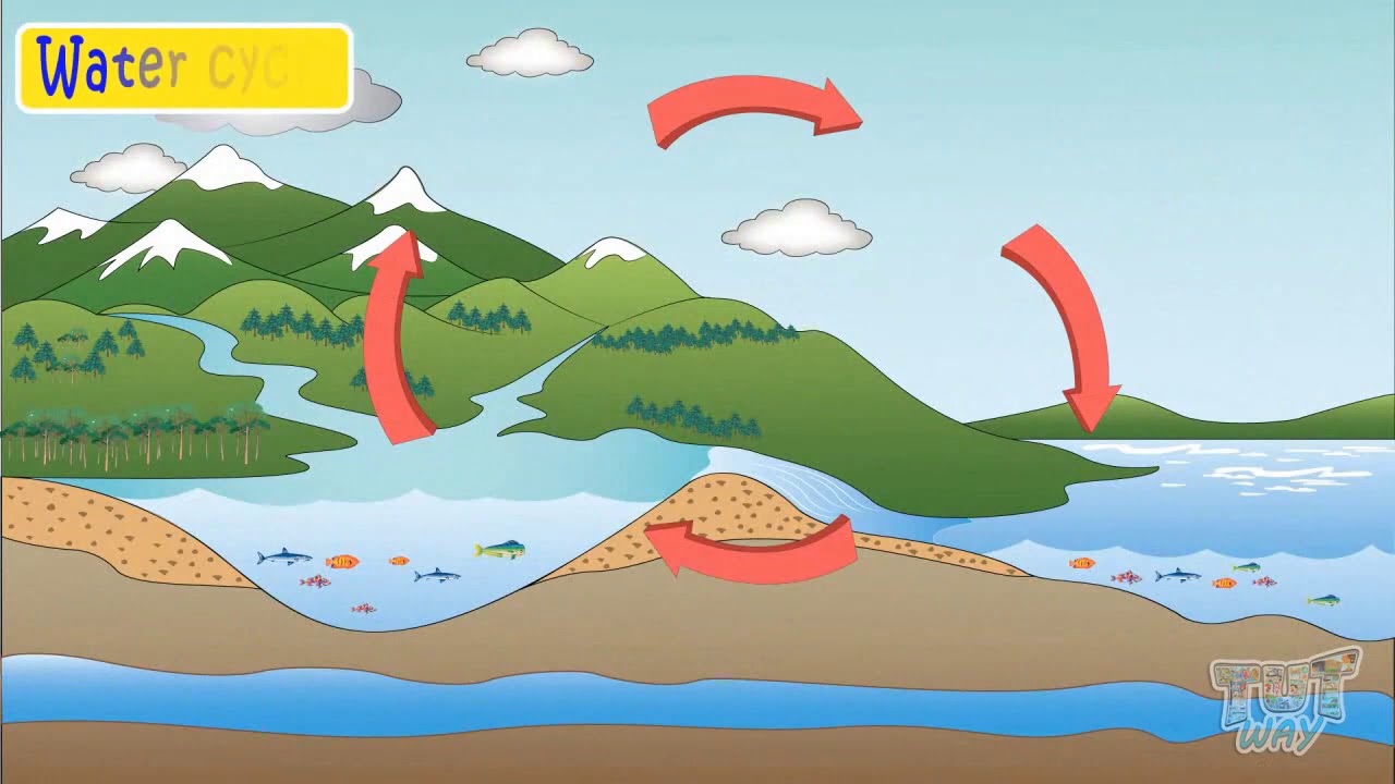 Parts Of Water Cycle | Science | Grade-3,4 | Tutway | - YouTube