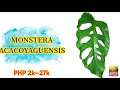 top 40 monstera varieties and their price range