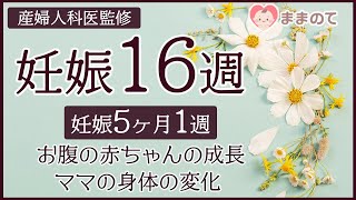 【妊娠16週】安定期に突入、妊婦健診の回数も変更！妊娠中期にやっておくべきことは？｜妊娠5ヶ月1週