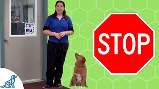 Dog Door Dashing- How To STOP It - Professional Dog Training Tips