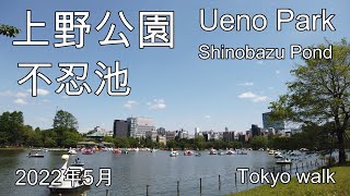 I took a walk in Ueno Onshi Park and Shinobazu Pond. 上野恩賜公園、不忍池を散歩してきました。