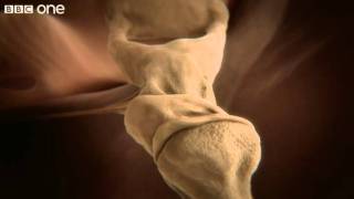 How your ear works - Inside the Human Body: Building Your Brain - BBC One