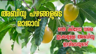 അബിയു രുചിയിൽ കേമൻ തന്നെ Abiu fruit in malayalam #exotic #exoticplants In Kerala 2023