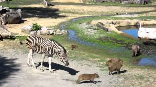 カピバラ　徳島動物園のカピバラとキリンとシマウマと・・