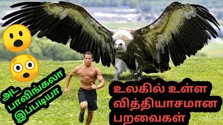 உலகில் யாரும் பார்காதே வித்தியாசமான பறவைகள் தமிழினில்|top most unique birds in tamil|Tamil Newsbee|