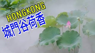 HONG KONG 再賞 城門谷公園荷花