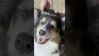 なでなでトロけるボーダーコリーが可愛い　#ボーダーコリー #オーストラリアンシェパード #dog