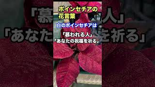 ポインセチアの花言葉