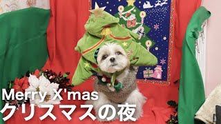 【シーズー】クリスマスに大好物の苺を食べるはに丸が可愛すぎる！【短い動画】/Video of Shih Tzu eating strawberries on Christmas night.