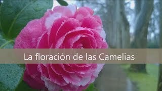 La floración de las Camelias