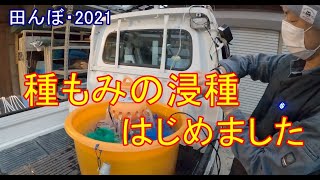 種子消毒から浸種・2　田んぼ・2021　20210322