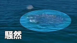 【騒然】海面に真っ黒い影が現れ．．．