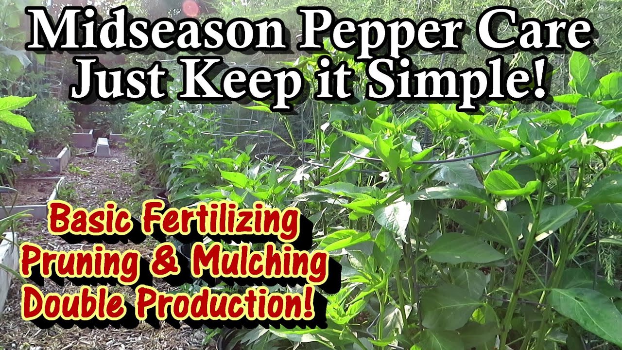 Quick & Simple Midseason Pepper Plant Care for Containers & Earth Beds: Fertilizer, Mulch, & Prune!