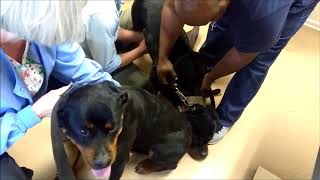 Rottweiler Artificial Insemenation Samson X Tequilla