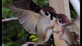 スズメの喧嘩- sparrow VS sparrow スローモーション