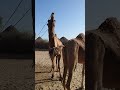 good morning camel short beautiful