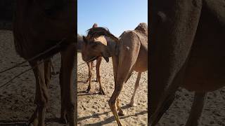 Good morning camel short beautiful