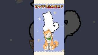 ピッタリゲーム🐕✨part.2 #shorts 【 #犬ゆうライブ / #柴犬vtuber 】