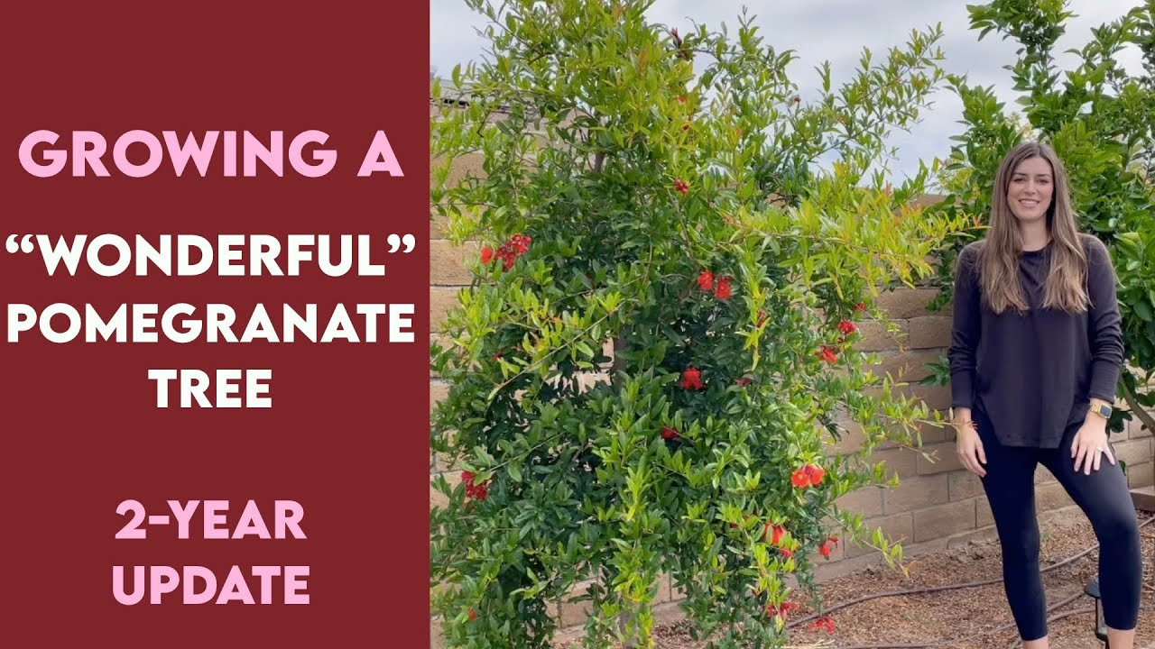 Growing A "Wonderful" Pomegranate Tree // 2-Year Update - YouTube