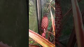 Growing pineapples in Auckland