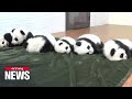 Six Giant panda cubs born at breeding base in Shaanxi in 2022