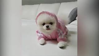 【癒し】可愛い犬に癒されよう＃５【かわいい】