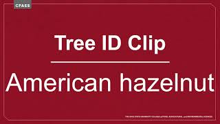 Tree ID Clip: American hazelnut