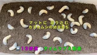 カブトムシの幼虫は どのようにして マットに潜るのか