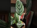 Introducing my plants #20 Calathea Ornata #plant #indoorplants #plantcare #calathea #homedecor #home