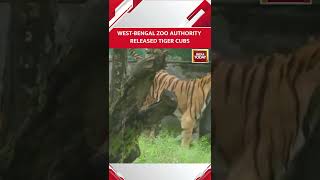 🐅🐅West-Bengal Zoo Authority Released Four Tiger Cubs At The Open Tiger Enclosure In The Bengal