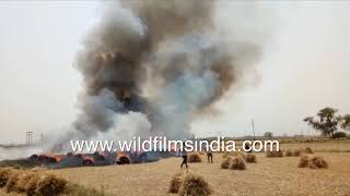 Parali or agricultural hay burning in North India || New Delhi's winter Nemesis