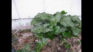 Schipka Laurel, Aralia spinosa, Arum italicum