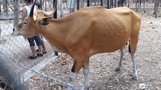 Wildlife | Banteng or Bo Javanicus in Phnom Tamao Zoo, Cambodia | GiGoGo