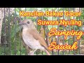 BURUNG‼️KANCILAN BAKAU GACOR SUWARA INDAH DIPESAWAHAN