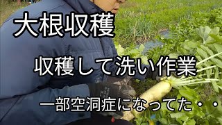 【大根収穫】収穫して洗い作業  空洞症になってた【髭サン農家】