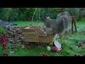 cat tv ❄️ birds u0026 squirrels unload the sleigh in the frost 🛷 squirrel for cats to watch 4k hdr