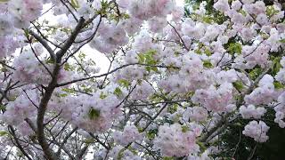 千葉県 【野田市の桜】　清水公園のショウゲツ（Ｈ30.4.8）