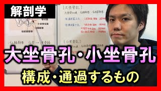 【基礎から勉強・解剖生理学】大坐骨孔・小坐骨孔【理学療法士・作業療法士】