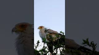 Planet Earth Shorts: Secretary Birds in Kenya Educational Video