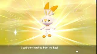 Pokemon Shield : Shiny Scorbunny