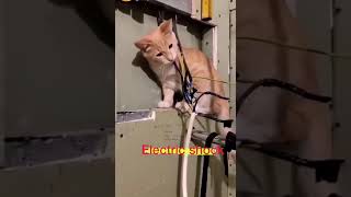 Cat Electric shock / Cat gets electrocuted