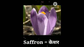 Blooming Saffron, beautiful Saffron, nature, farming, time laps flowers, fresh flower, Kesar