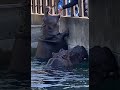 餌を貰って食べるカバの親子💓ミミ母ちゃんとまんぷく君１歳　とべ動物園にて2022年12月