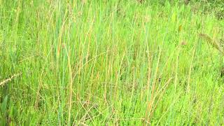 Calusa Corners Nature Trail Softstem Bulrush Video