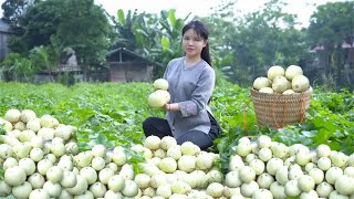 收获蜜瓜并上市销售