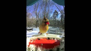 #Backyard #birds #snow #sunshine