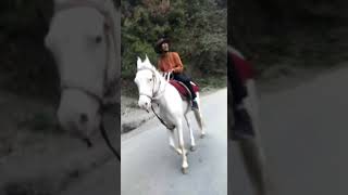 #short#kavita#shayeri# tanhahayian#glass#motivational# kanch#horsepic#deewar#