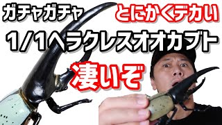 【ガチャガチャ】デカくて凄いリアルなんです【1/1ヘラクレスオオカブト】開封\u0026レビューします。【カプセルトイ】【株式会社SO-TA】【ヘラクレスオオカブト】